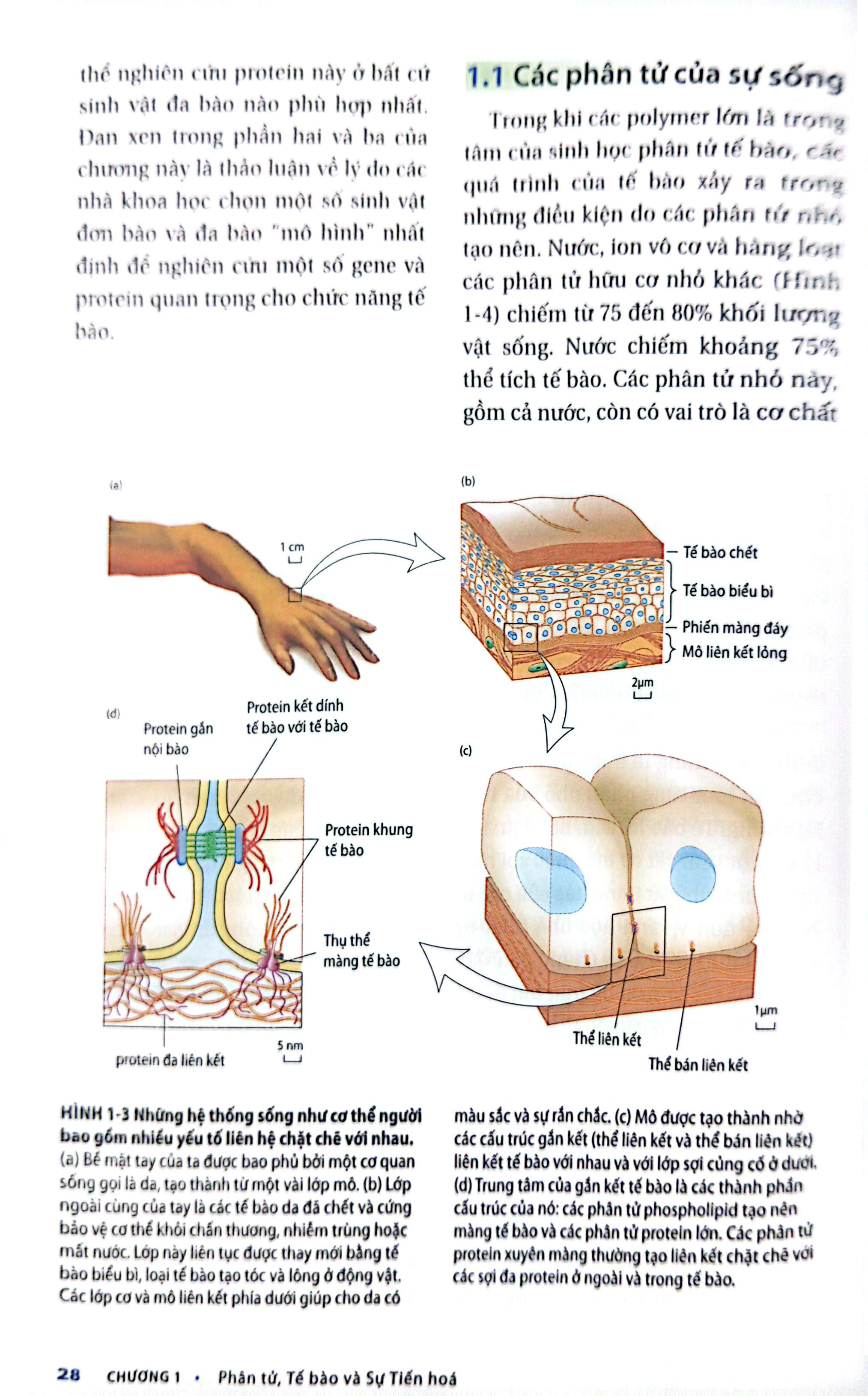 Bộ Sinh Học Phân Tử Của Tế Bào - Tập 1 - Cơ Sở Hoá Học Và Phân Tử (Tái Bản 2024) - Ảnh 9