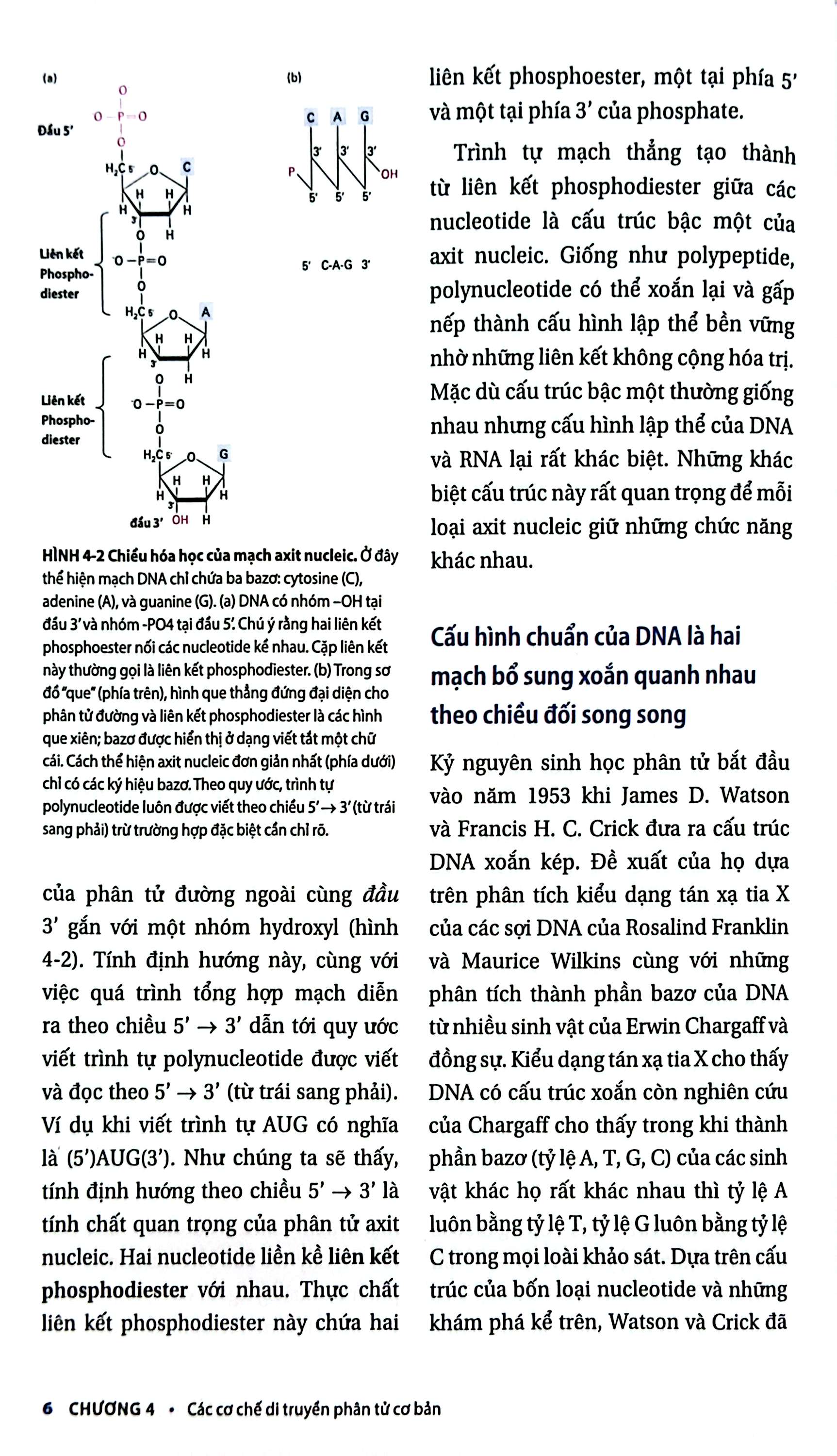 Bộ Sinh Học Phân Tử Của Tế Bào - Tập 2 - Di Truyền Học Và Sinh Học Phân Tử (Tái Bản 2024) - Ảnh 5