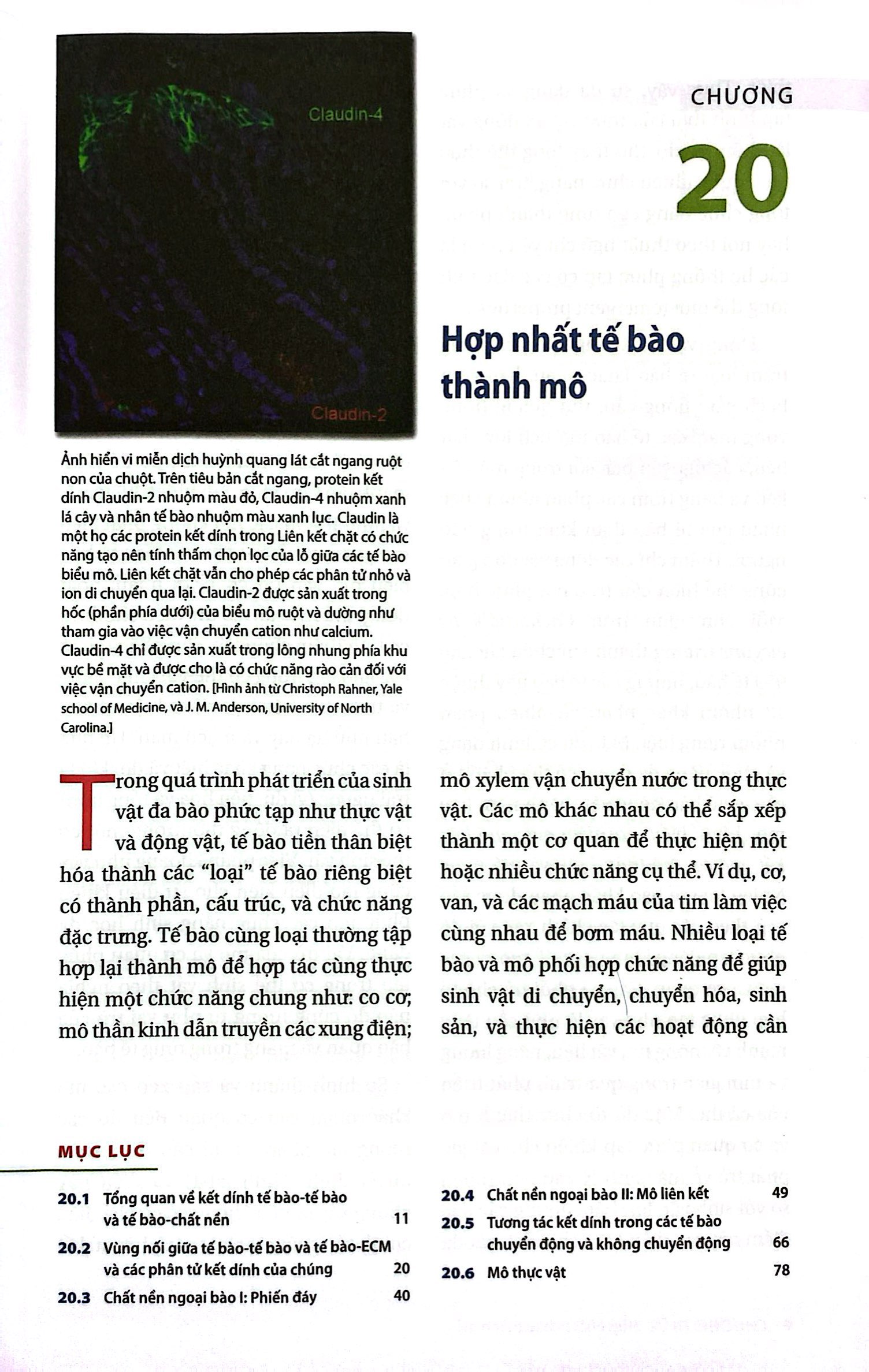 Bộ Sinh Học Phân Tử Của Tế Bào - Tập 5 - Sự Sinh Trưởng & Phát Triển Của Tế Bào (Tái Bản 2024) - Ảnh 5