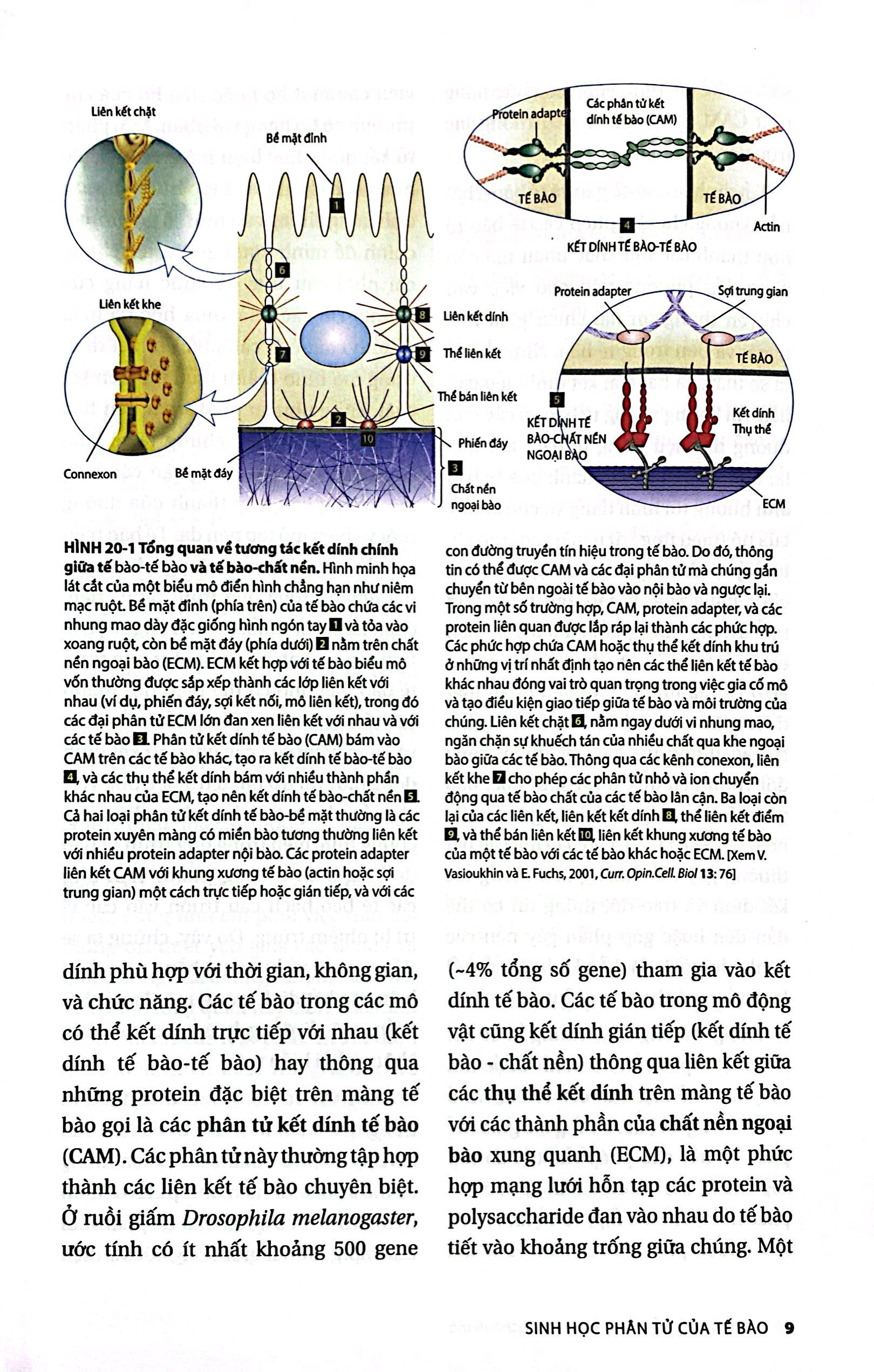 Bộ Sinh Học Phân Tử Của Tế Bào - Tập 5 - Sự Sinh Trưởng & Phát Triển Của Tế Bào (Tái Bản 2024) - Ảnh 7