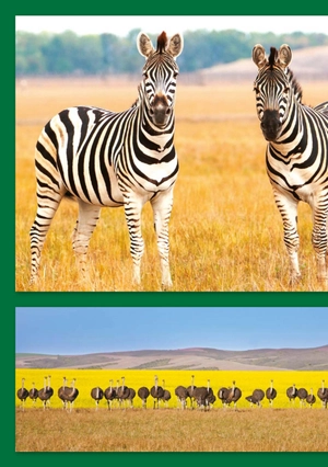 bộ teen eli readers real lives - riri: my south africa - stage 2 a2 - downloadable audio files - Ảnh 6