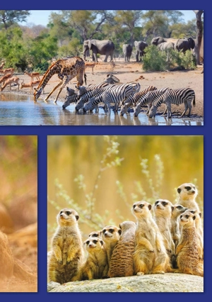 bộ teen eli readers real lives - riri: my south africa - stage 2 a2 - downloadable audio files - Ảnh 9