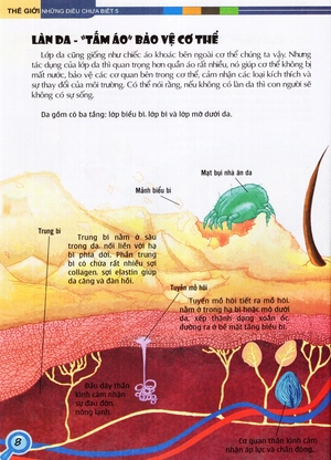 bộ thế giới những điều chưa biết (tập 5) - cơ thể người - Ảnh 10