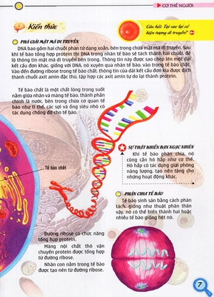 bộ thế giới những điều chưa biết (tập 5) - cơ thể người - Ảnh 9