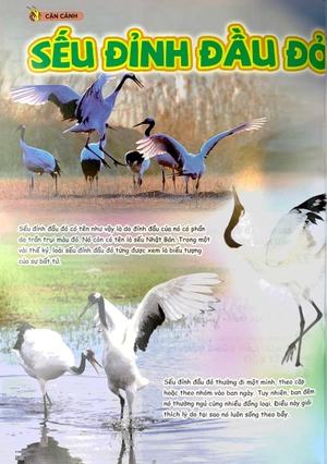 bộ the young scientist - truyện tranh khoa học cho trẻ em - level 3 - tập 3: cá quái vật trên đồng lúa - Ảnh 5