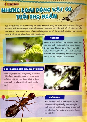 bộ the young scientist - truyện tranh khoa học cho trẻ em - level 3 - tập 7: "voi dumbo" trong lòng biển - Ảnh 5