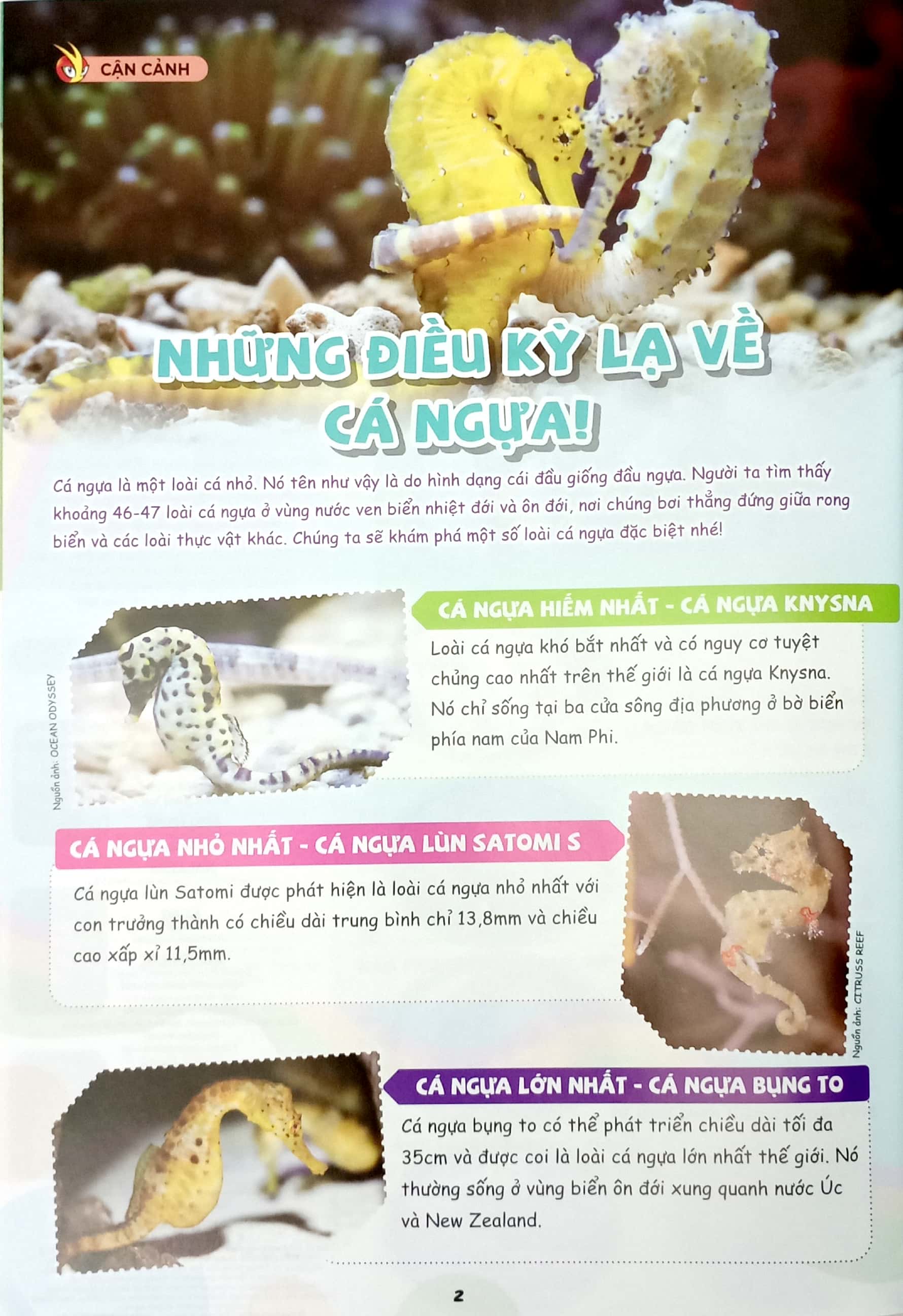 Bộ The Young Scientists - Truyện Tranh Khoa Học Cho Trẻ Em - Level 3 - Tập 11 - Loài Cá Lạ Với Mắt Trên Đỉnh Đầu! - Ảnh 5