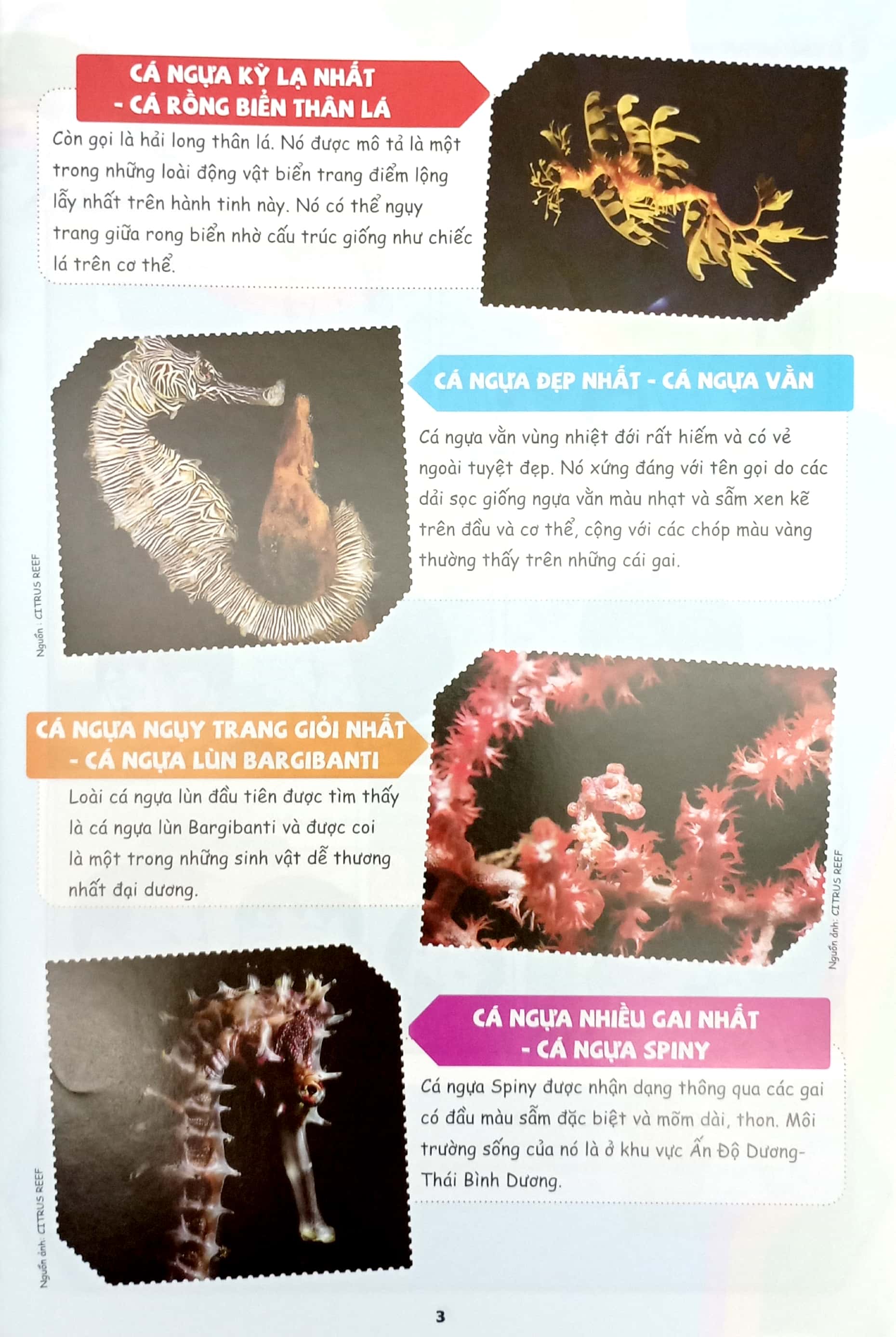 Bộ The Young Scientists - Truyện Tranh Khoa Học Cho Trẻ Em - Level 3 - Tập 11 - Loài Cá Lạ Với Mắt Trên Đỉnh Đầu! - Ảnh 6