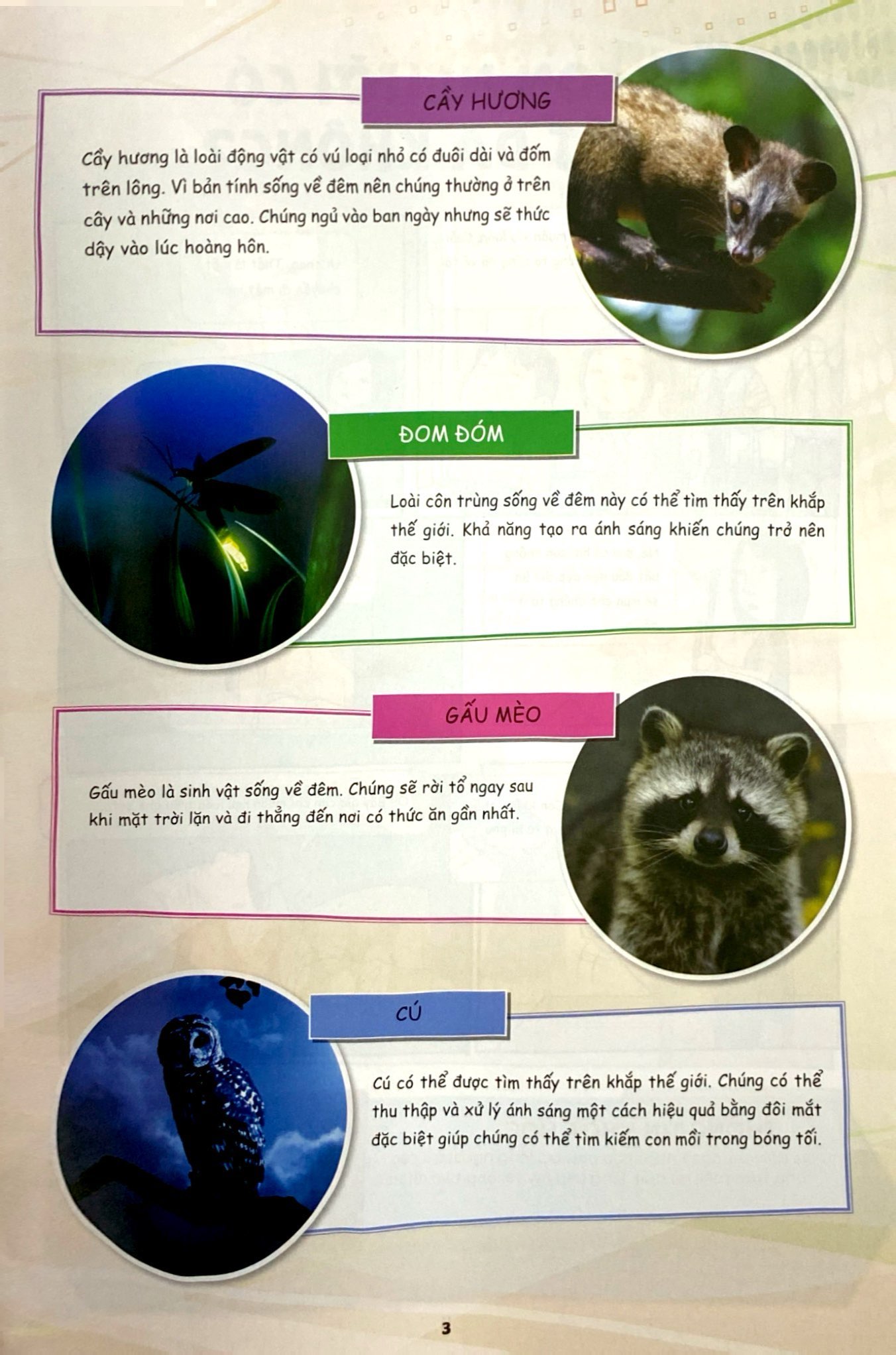 Bộ The Young Scientists - Truyện Tranh Khoa Học Cho Trẻ Em - Level 3 - Tập 12 - Con Cá Mập Xấu Xí - Ảnh 4