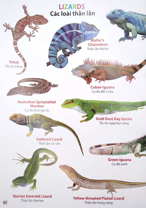 bộ từ điển bằng hình - phân loại động vật - phần 2 (song ngữ việt - anh) - Ảnh 3