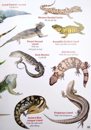 bộ từ điển bằng hình - phân loại động vật - phần 2 (song ngữ việt - anh) - Ảnh 4