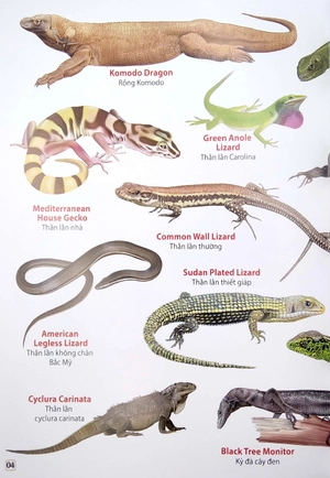 bộ từ điển bằng hình - phân loại động vật - phần 2 (song ngữ việt - anh) - Ảnh 5