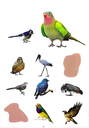 bóc dán thông minh - thế giới các loài chim - Ảnh 4