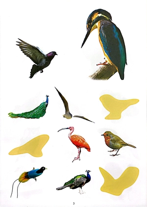 bóc dán thông minh - thế giới các loài chim - Ảnh 5