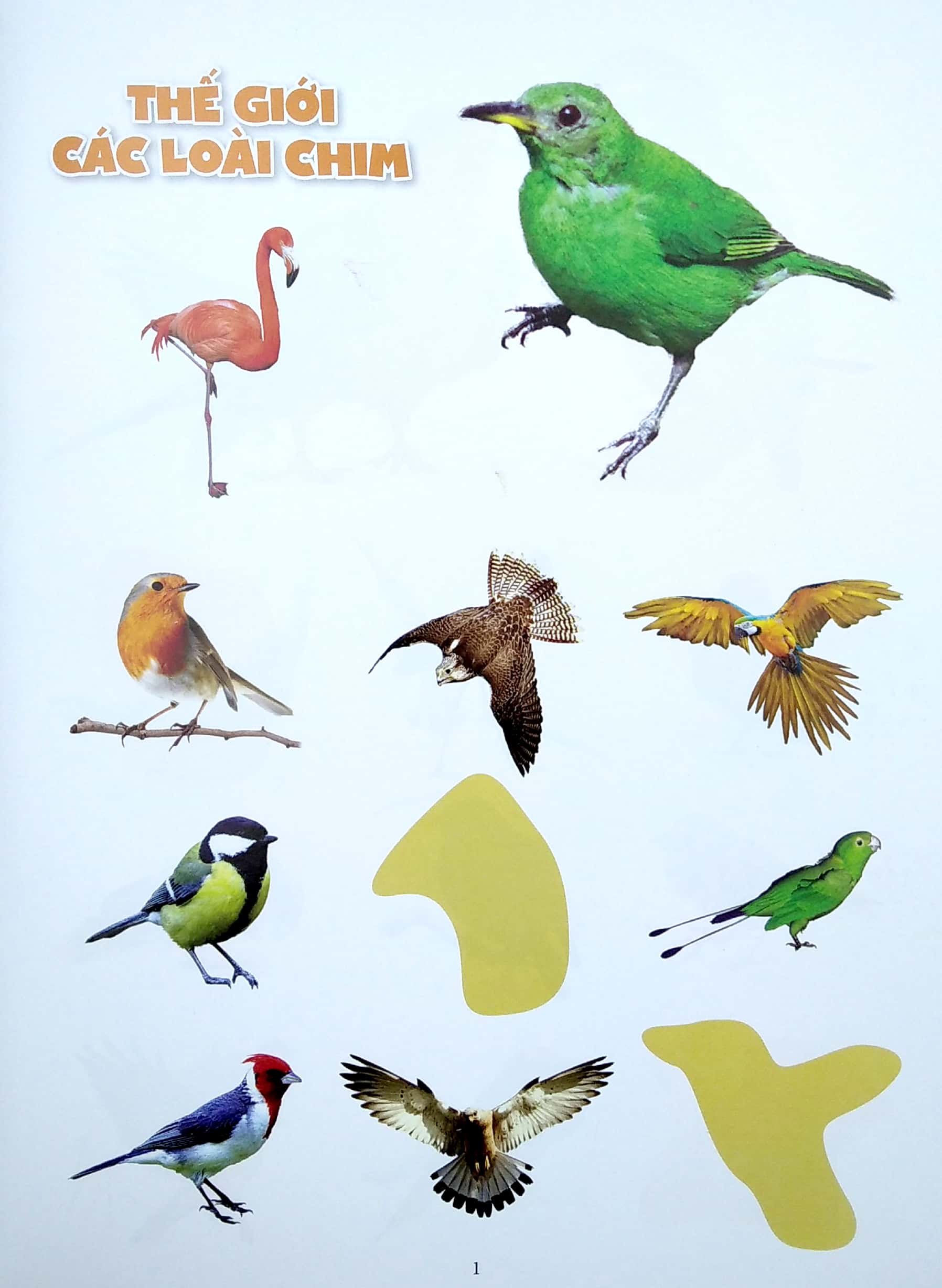 bóc dán thông minh - thế giới các loài chim (tái bản 2022) - Ảnh 3