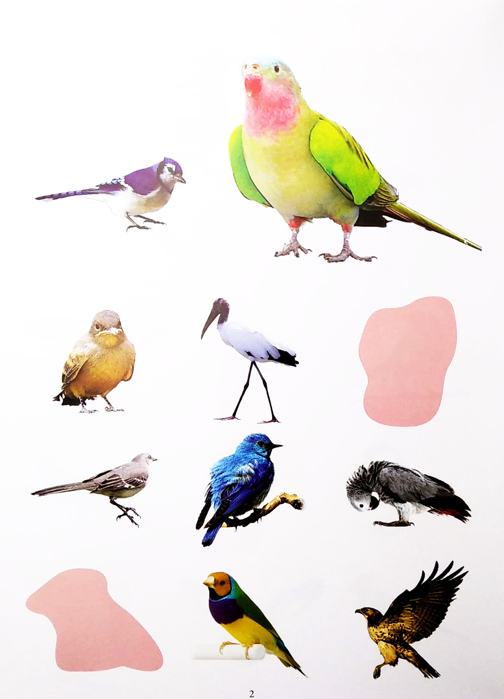 bóc dán thông minh - thế giới các loài chim (tái bản 2022) - Ảnh 4