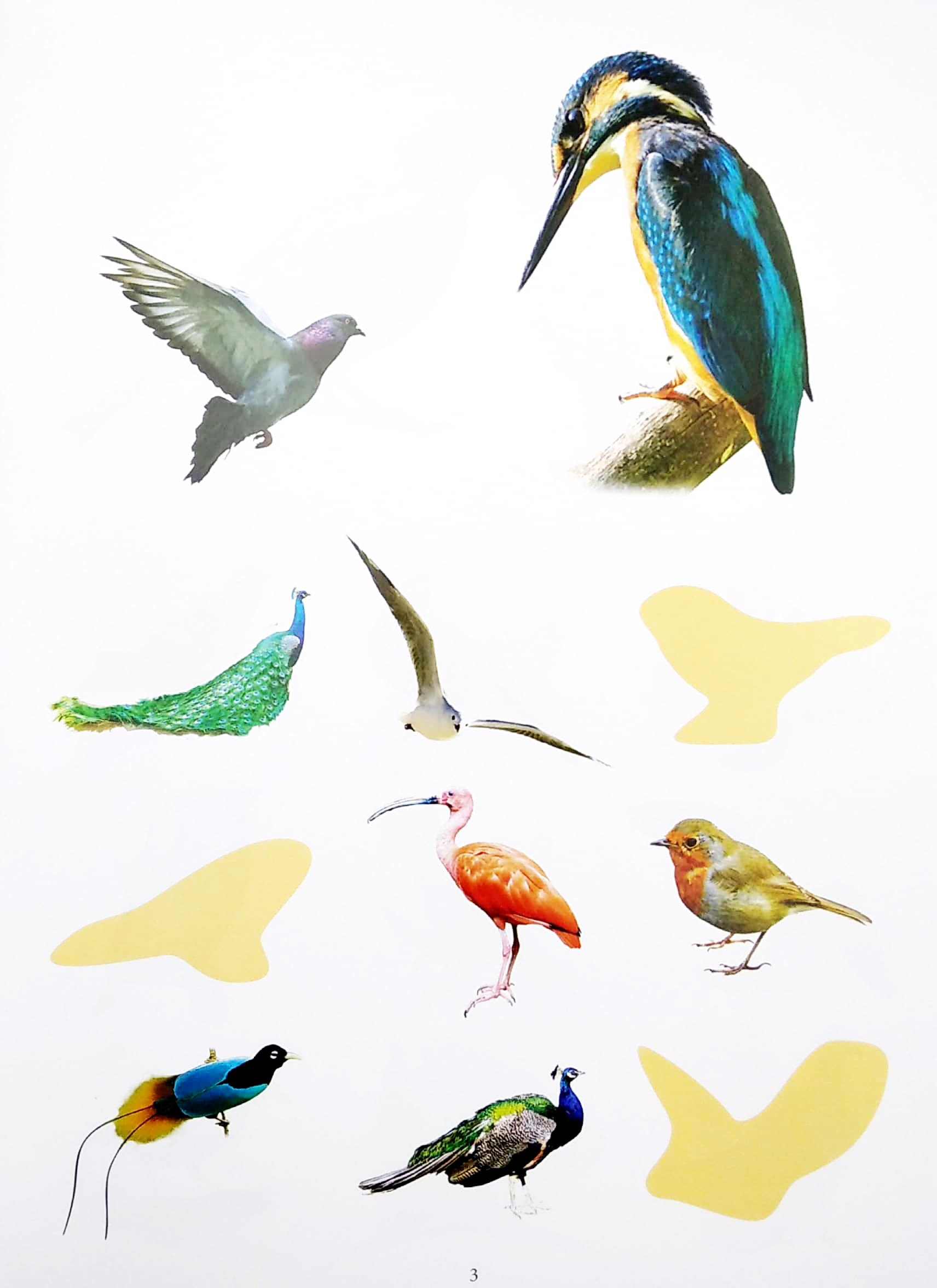 bóc dán thông minh - thế giới các loài chim (tái bản 2022) - Ảnh 5