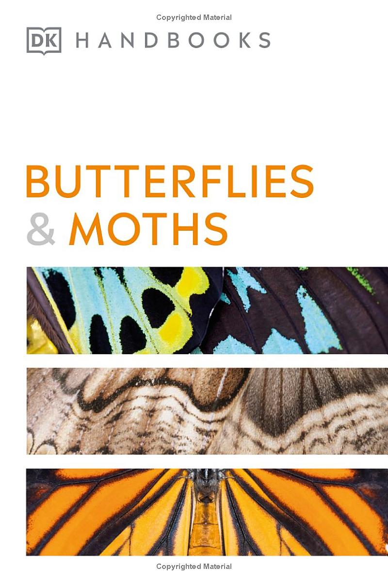 Butterflies and Moths - Ảnh 2