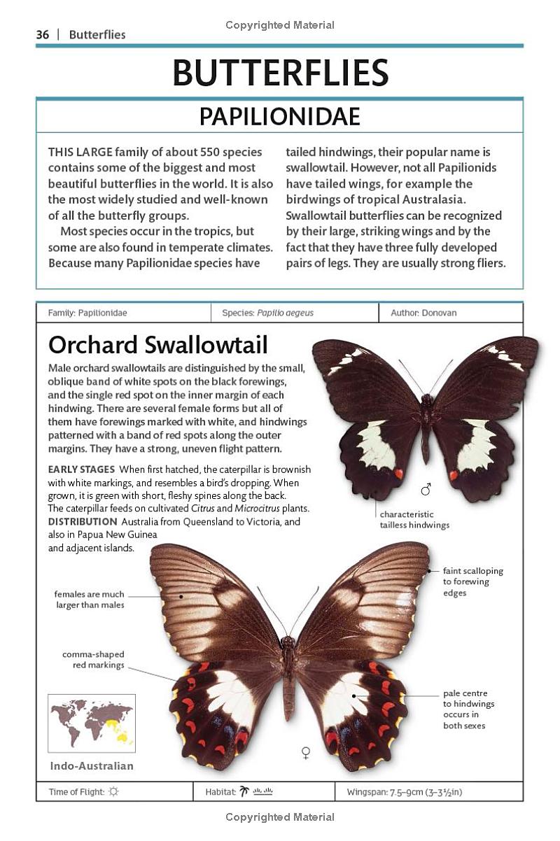 Butterflies and Moths - Ảnh 9