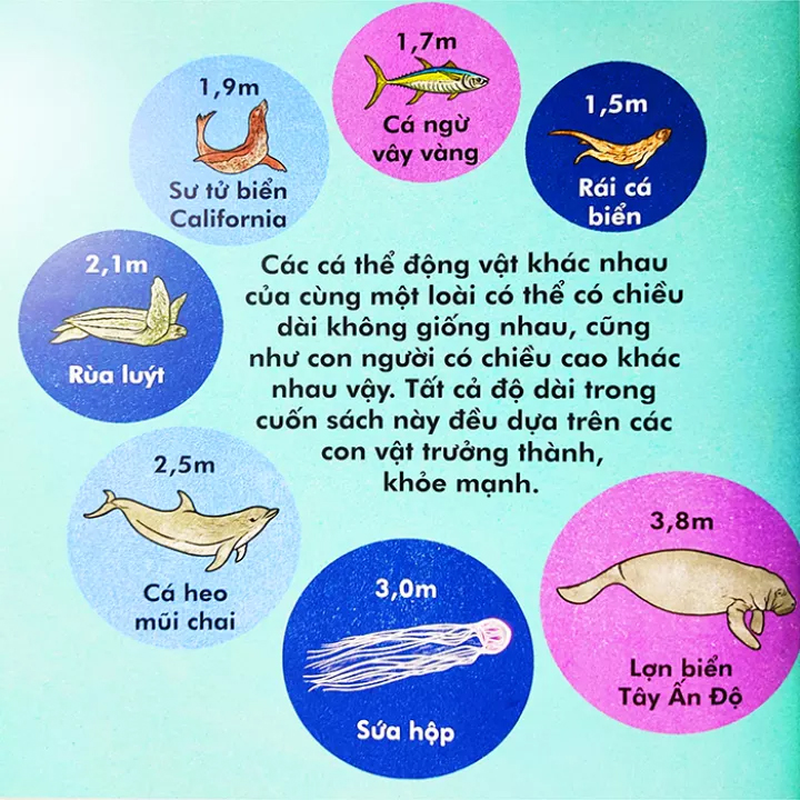 cá voi dài bao nhiêu? (tái bản 2023) - Ảnh 3