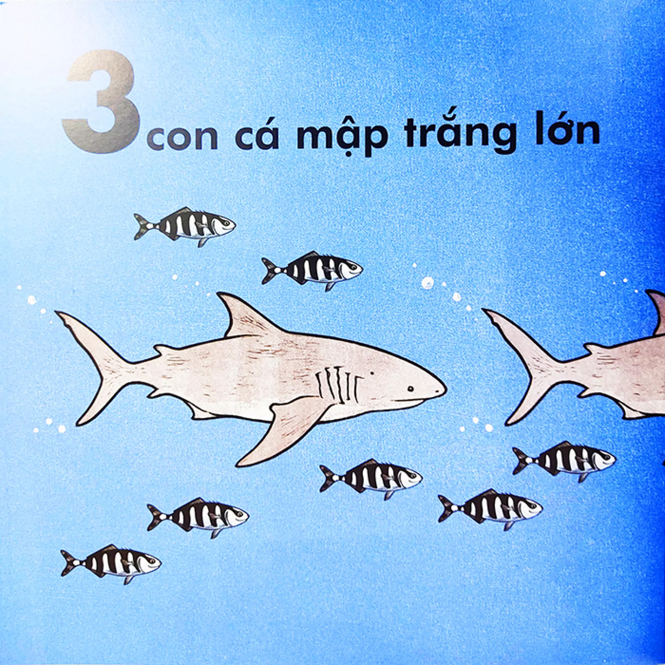 cá voi dài bao nhiêu? (tái bản 2023) - Ảnh 6