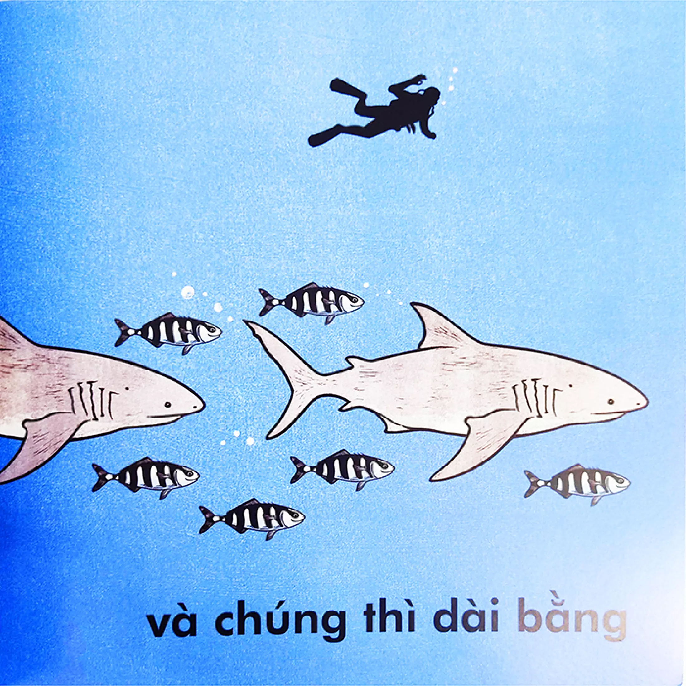 cá voi dài bao nhiêu? (tái bản 2023) - Ảnh 7