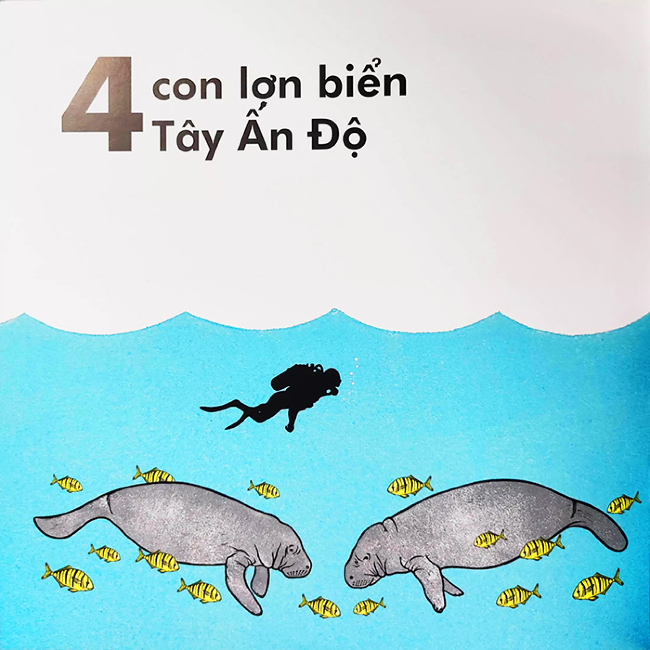 cá voi dài bao nhiêu? (tái bản 2023) - Ảnh 8