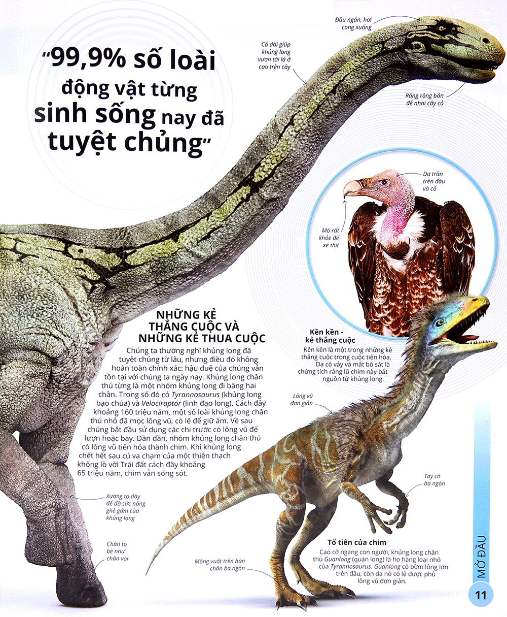 các siêu sao trong giới động vật - Ảnh 10