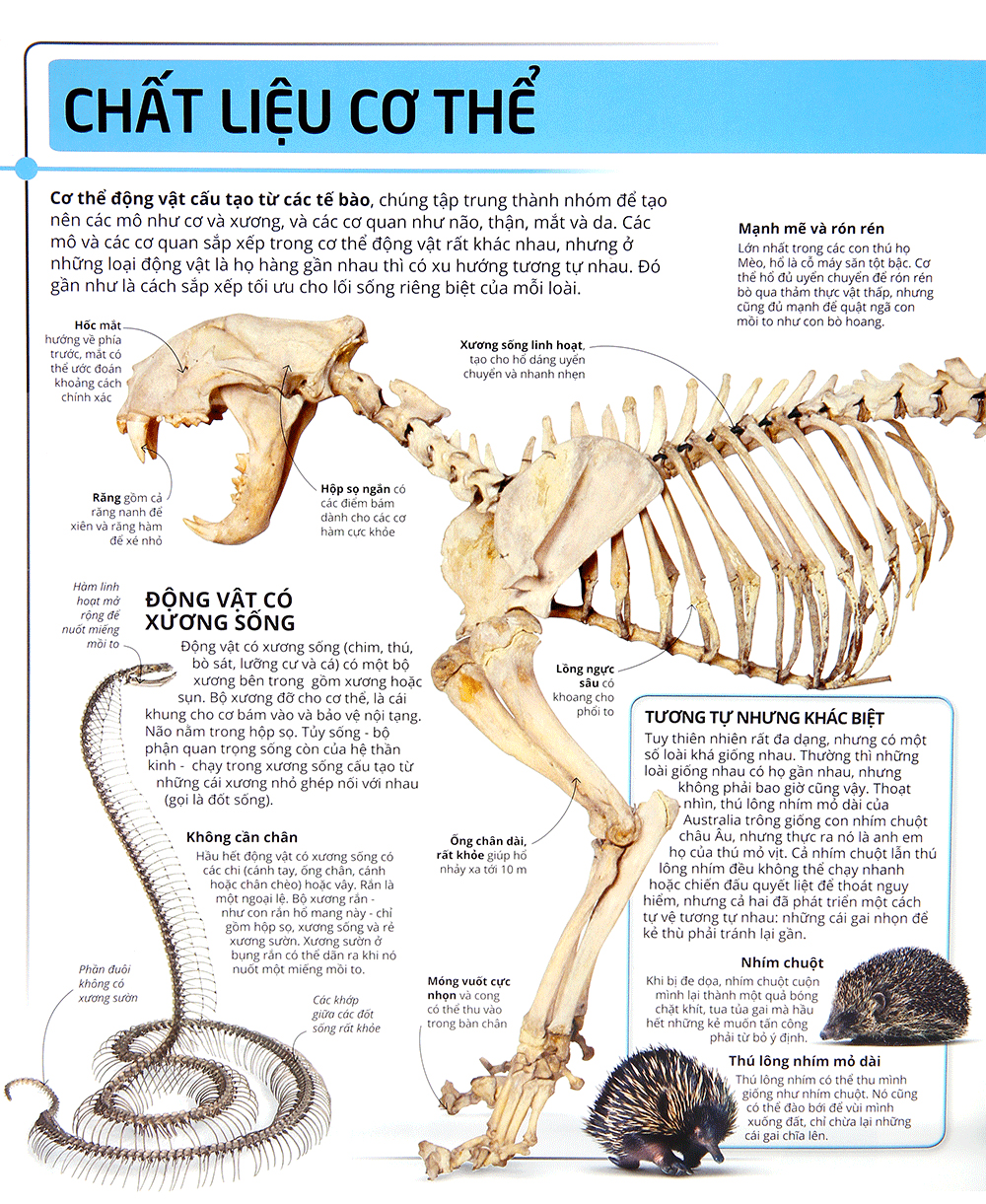 các siêu sao trong giới động vật - Ảnh 11