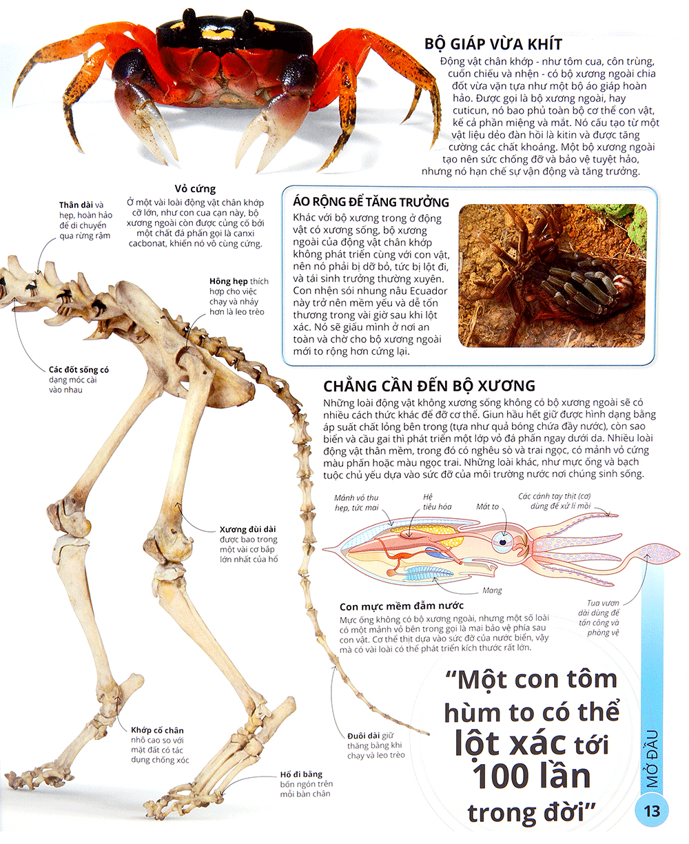 các siêu sao trong giới động vật - Ảnh 12