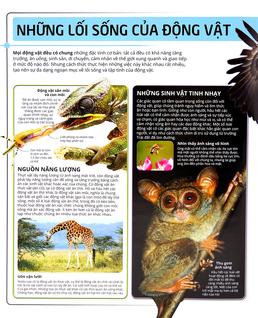 các siêu sao trong giới động vật - Ảnh 13