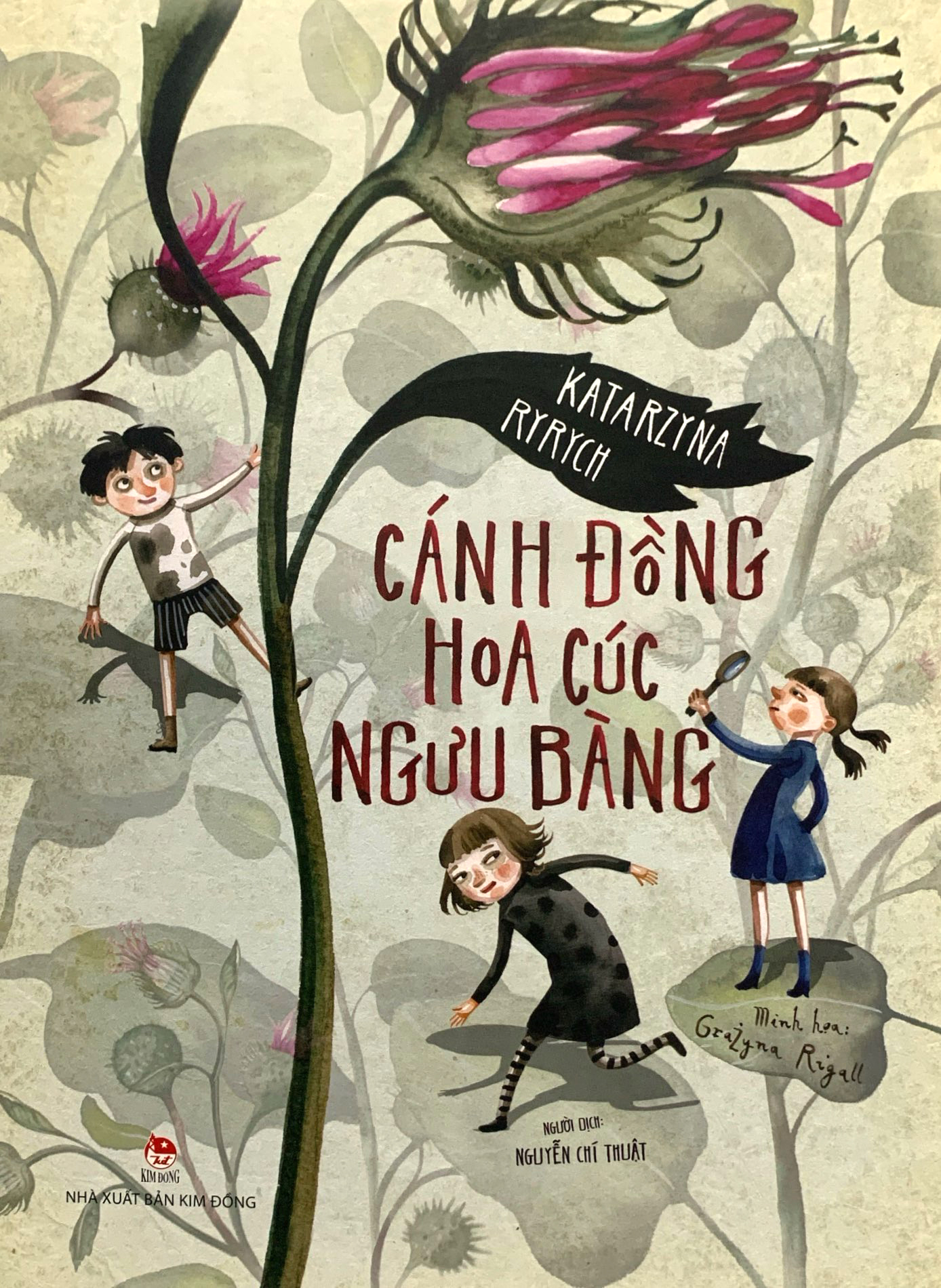 cánh đồng hoa cúc ngưu bàng - Ảnh 3