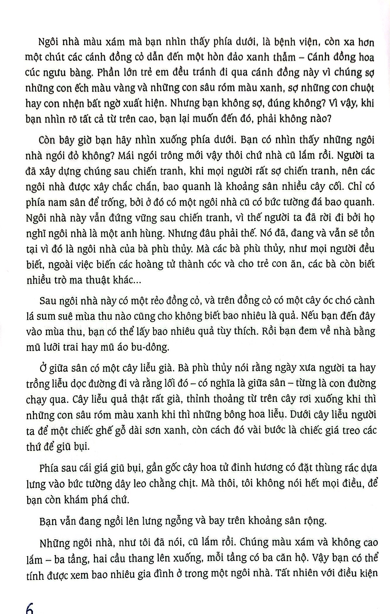 cánh đồng hoa cúc ngưu bàng - Ảnh 6