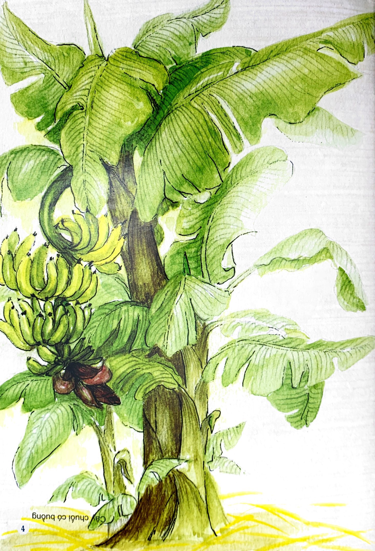 câu đố dân gian bằng tranh - cây cối (tái bản 2019) - Ảnh 5