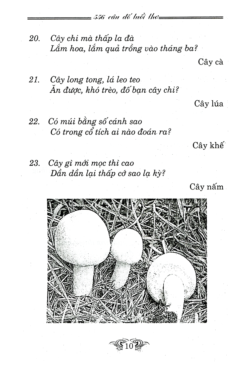 câu đố tuổi thơ - Ảnh 7