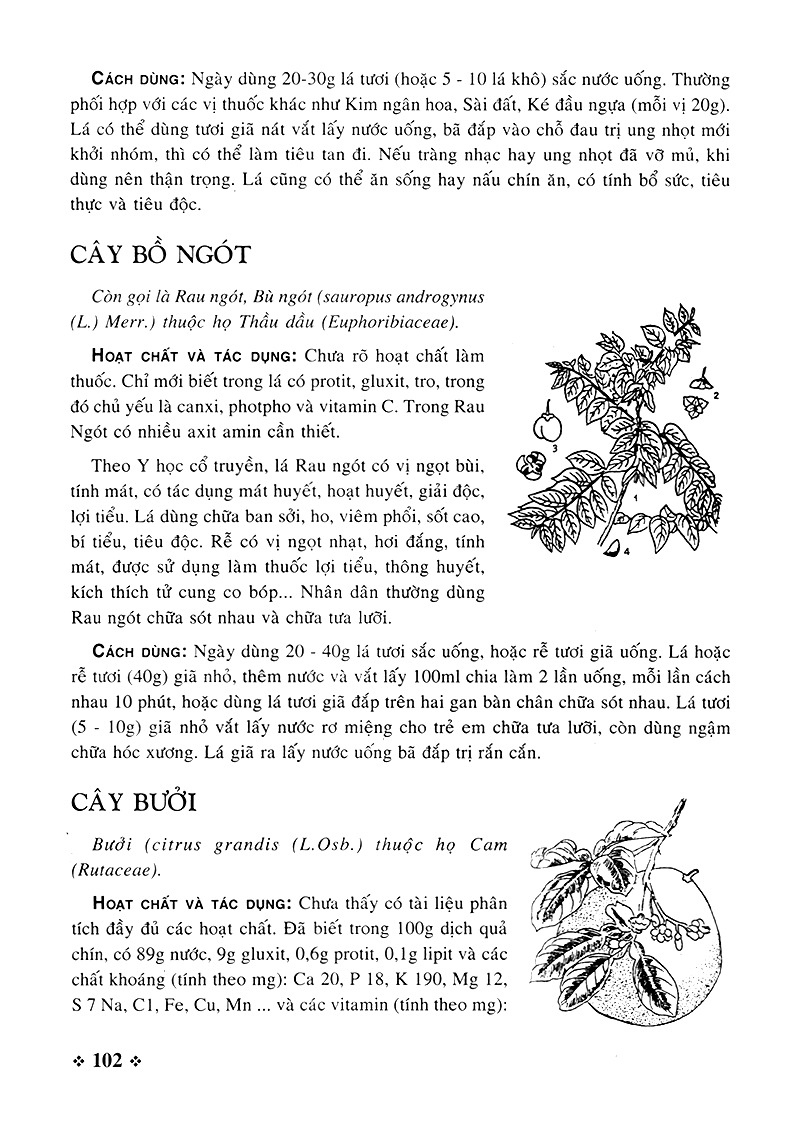 cây thuốc nam - những bài thuốc quý từ dân gian - Ảnh 10