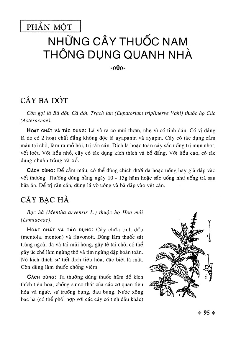 cây thuốc nam - những bài thuốc quý từ dân gian - Ảnh 3