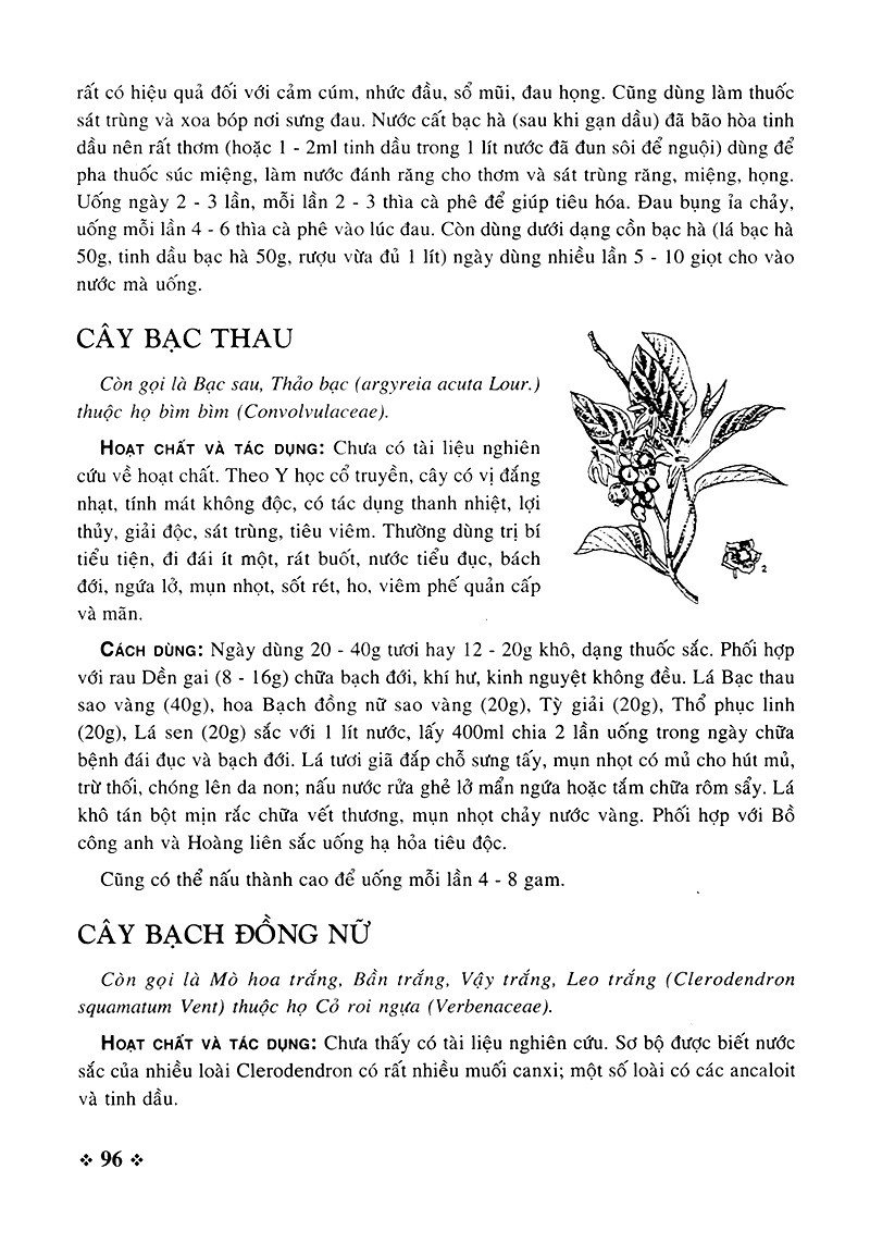 cây thuốc nam - những bài thuốc quý từ dân gian - Ảnh 4