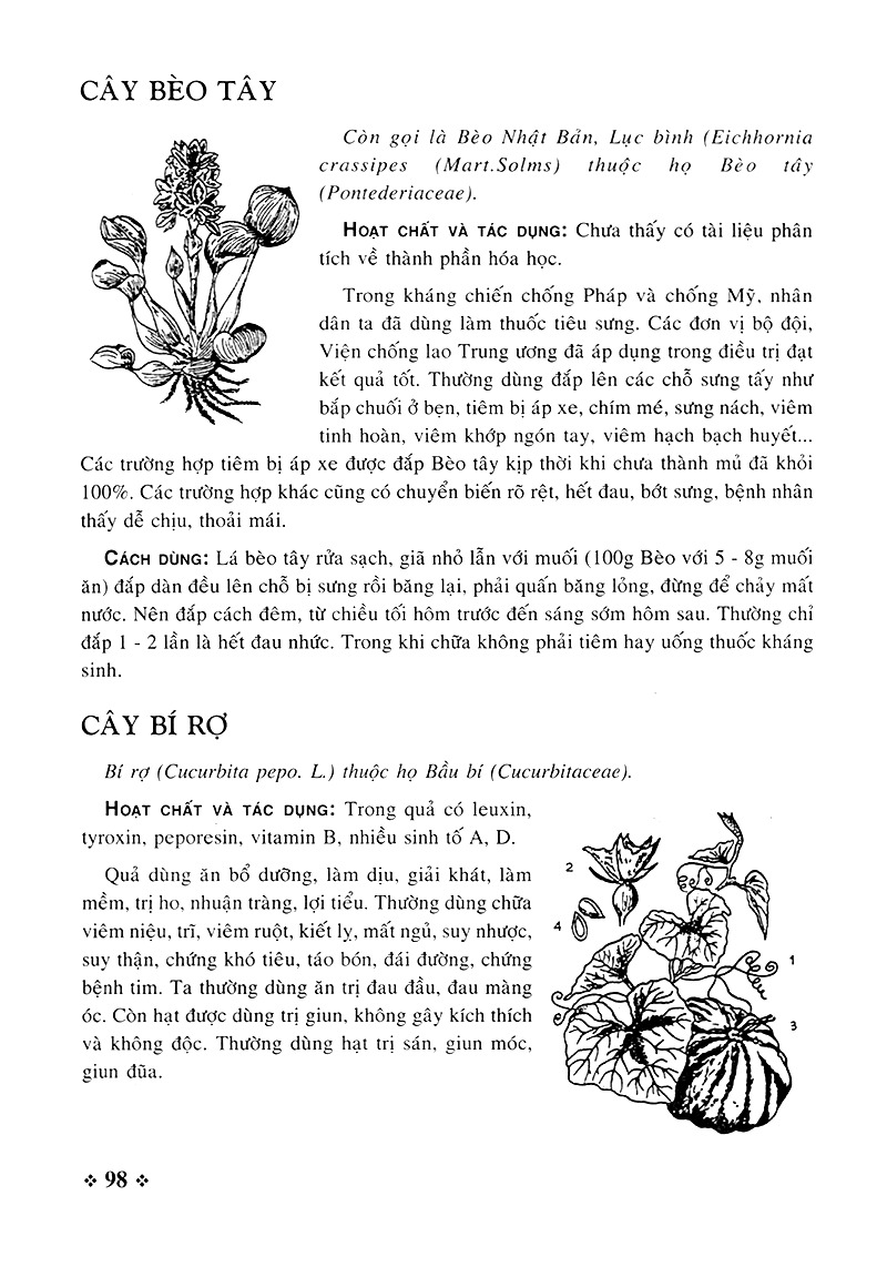 cây thuốc nam - những bài thuốc quý từ dân gian - Ảnh 6