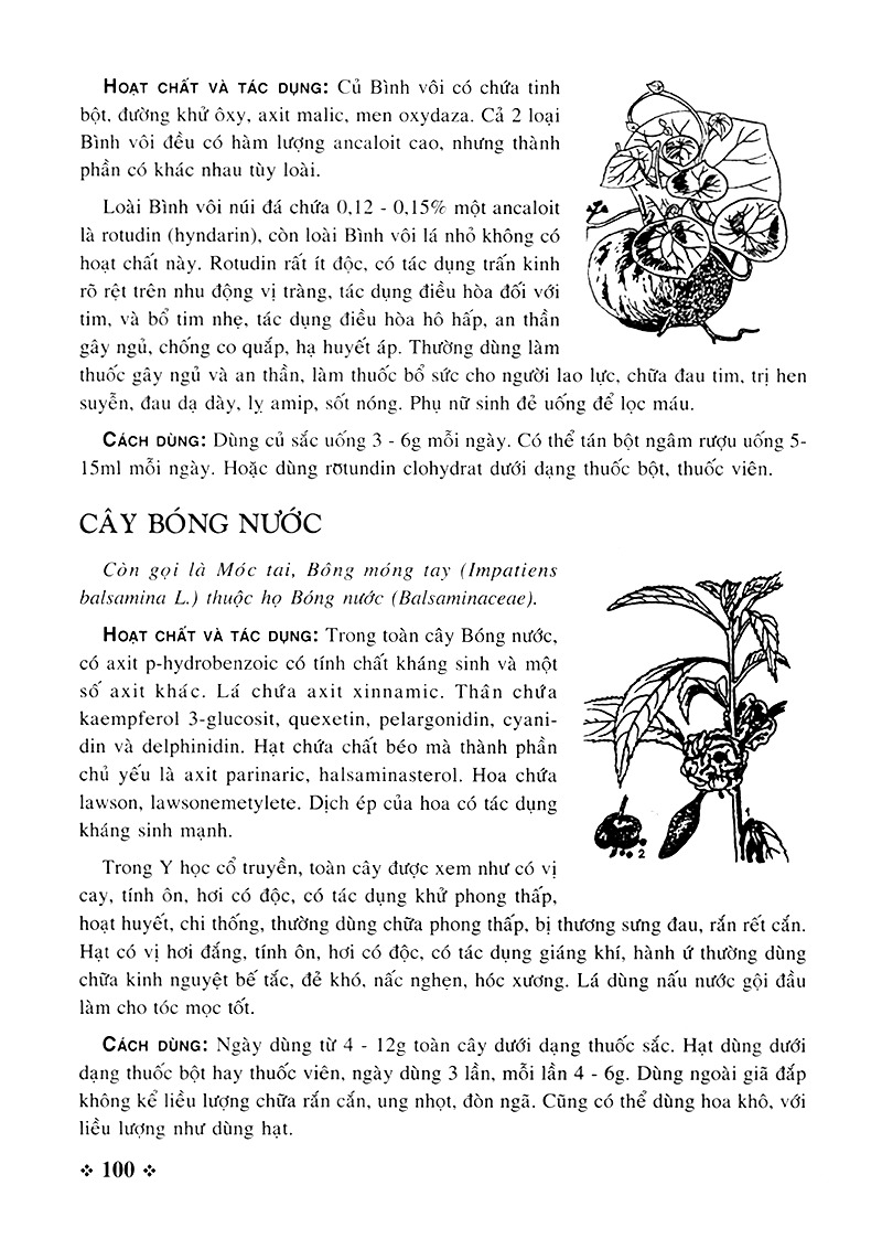 cây thuốc nam - những bài thuốc quý từ dân gian - Ảnh 8