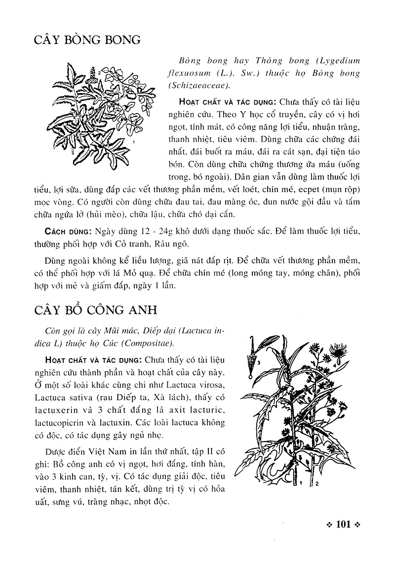 cây thuốc nam - những bài thuốc quý từ dân gian - Ảnh 9