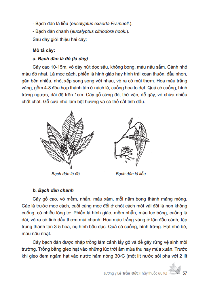 cây thuốc việt nam - trồng hái chế biến trị bệnh ban đầu (bìa cứng) - Ảnh 13