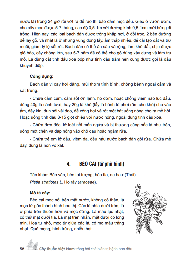 cây thuốc việt nam - trồng hái chế biến trị bệnh ban đầu (bìa cứng) - Ảnh 14
