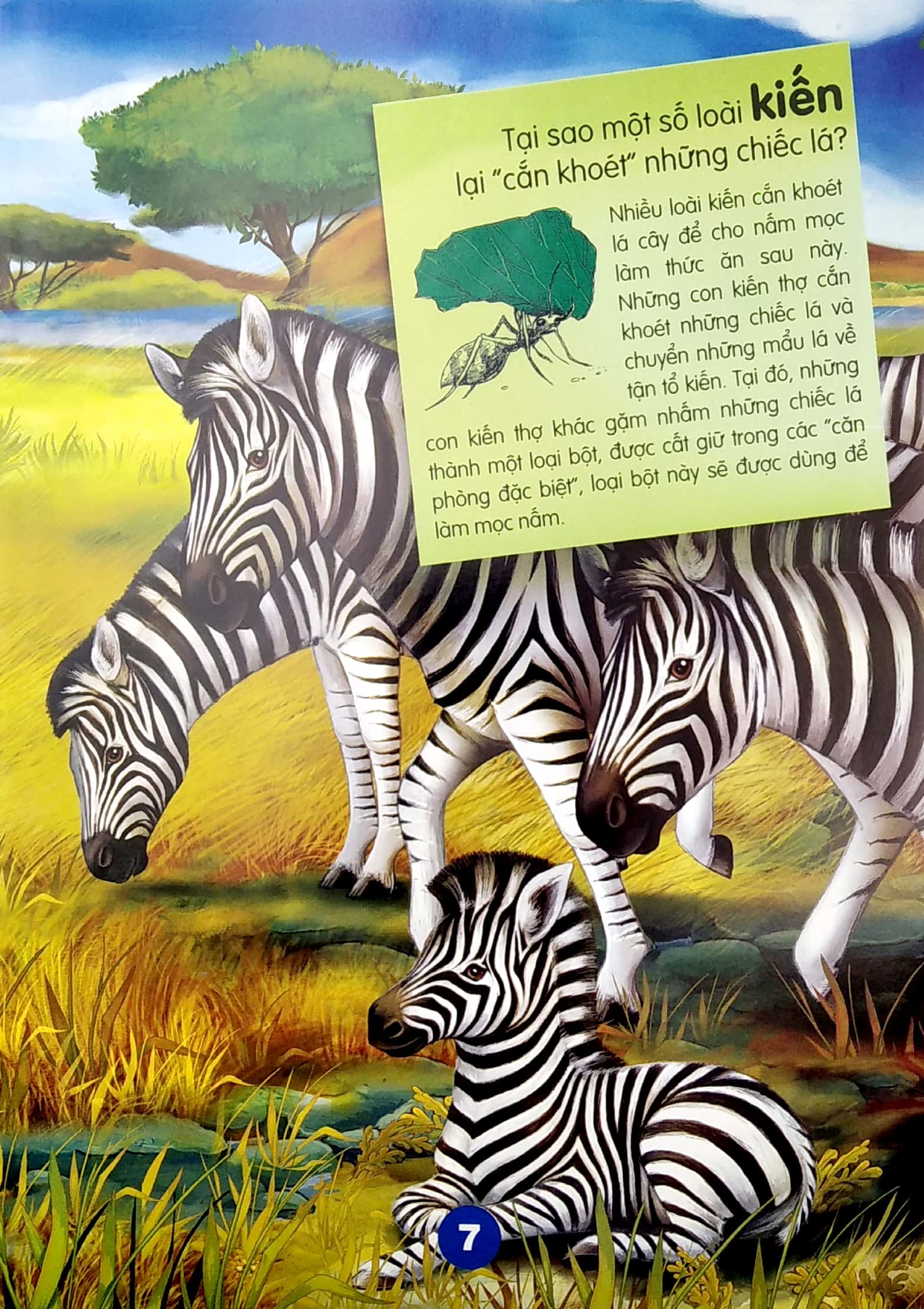 chìa khóa mở cửa thế giới - em muốn biết tại sao? - Ảnh 5