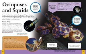 children's encyclopedia of ocean life - Ảnh 3