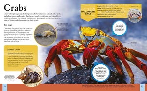 children's encyclopedia of ocean life - Ảnh 4