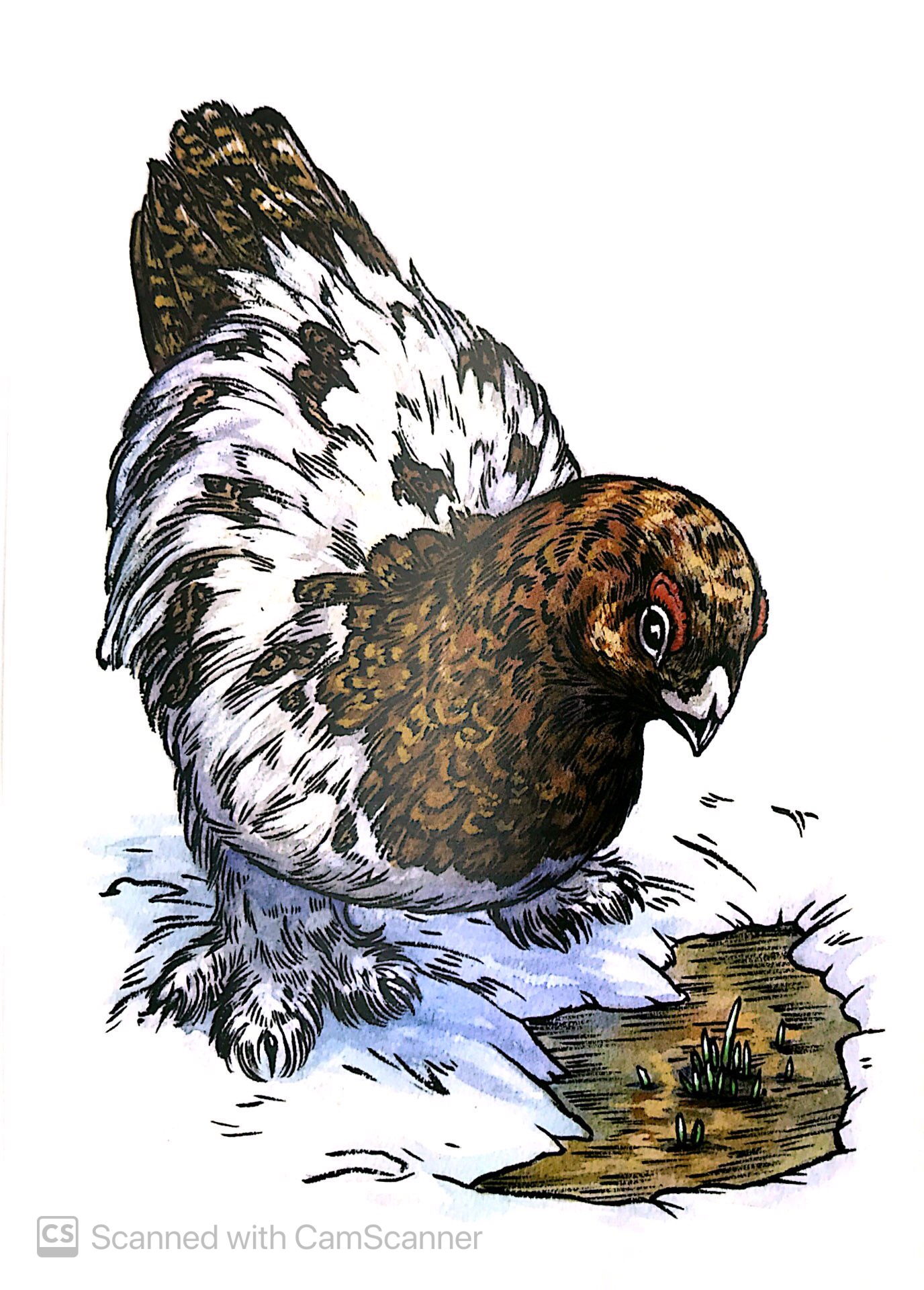 chuyện kể về trăm loài chim - Ảnh 7