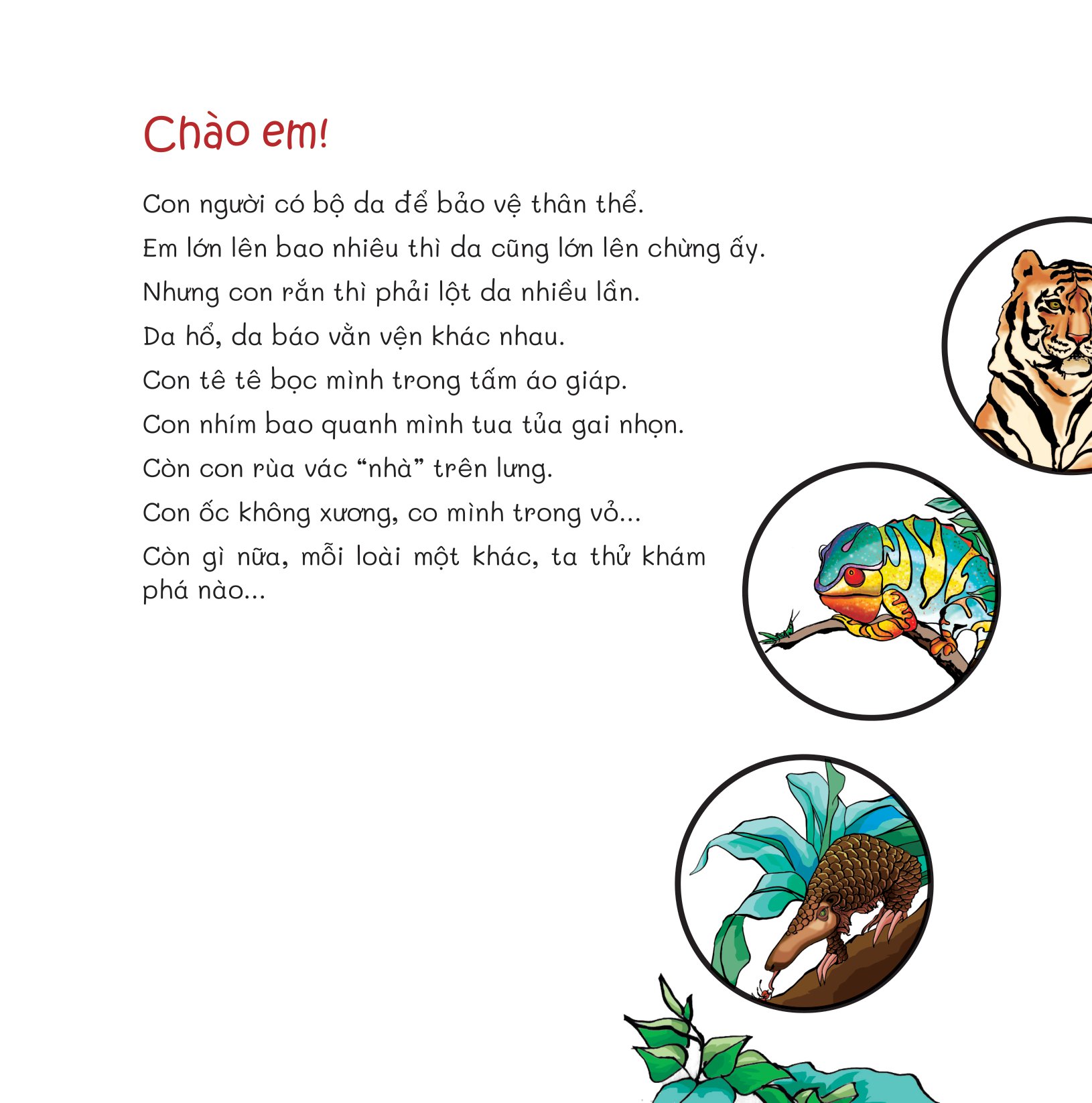 chuyện lạ loài vật - áo giáp, áo lông và cả áo vỏ - Ảnh 4