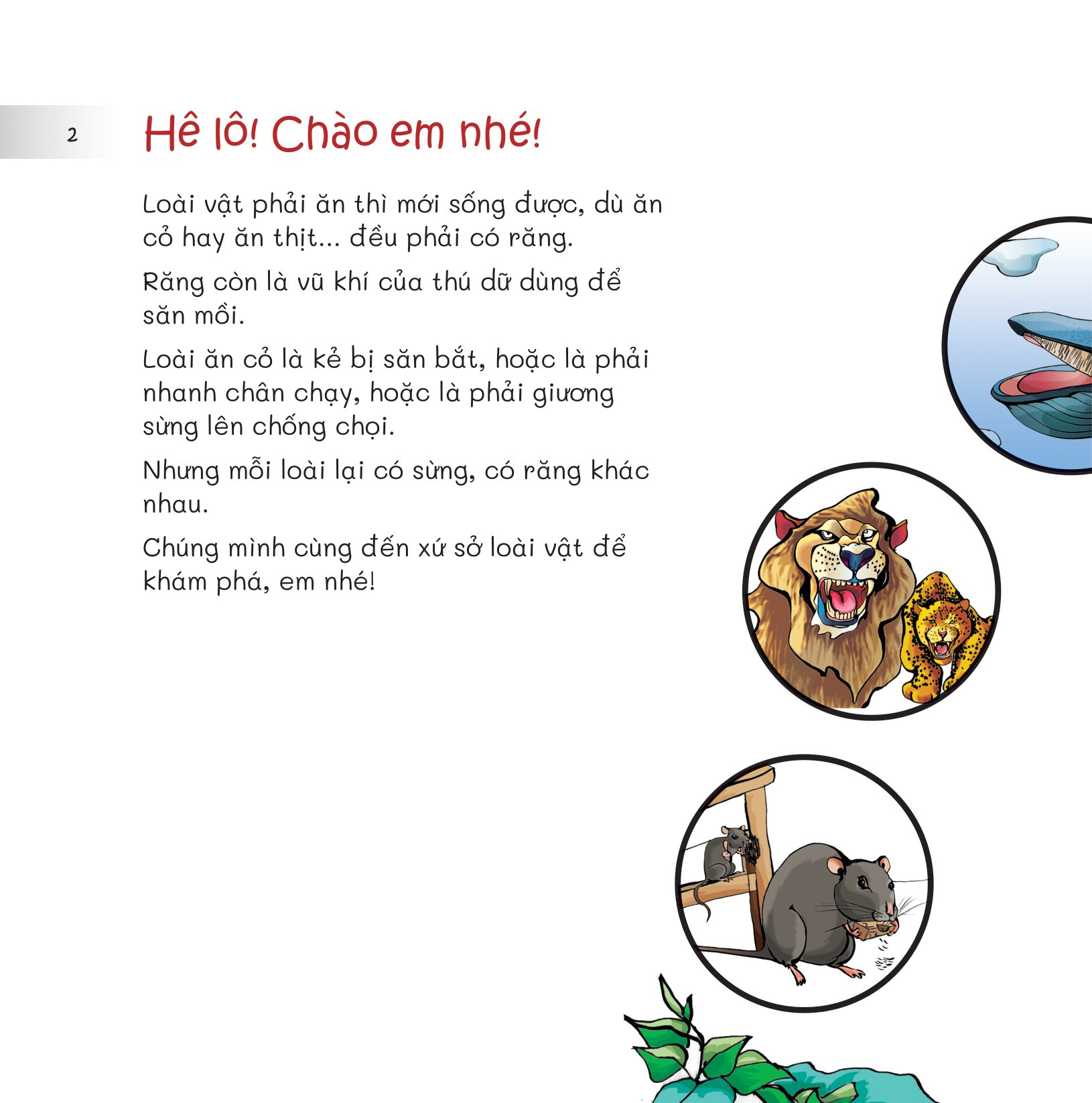 chuyện lạ loài vật - đem sừng mà đọ với răng - Ảnh 4