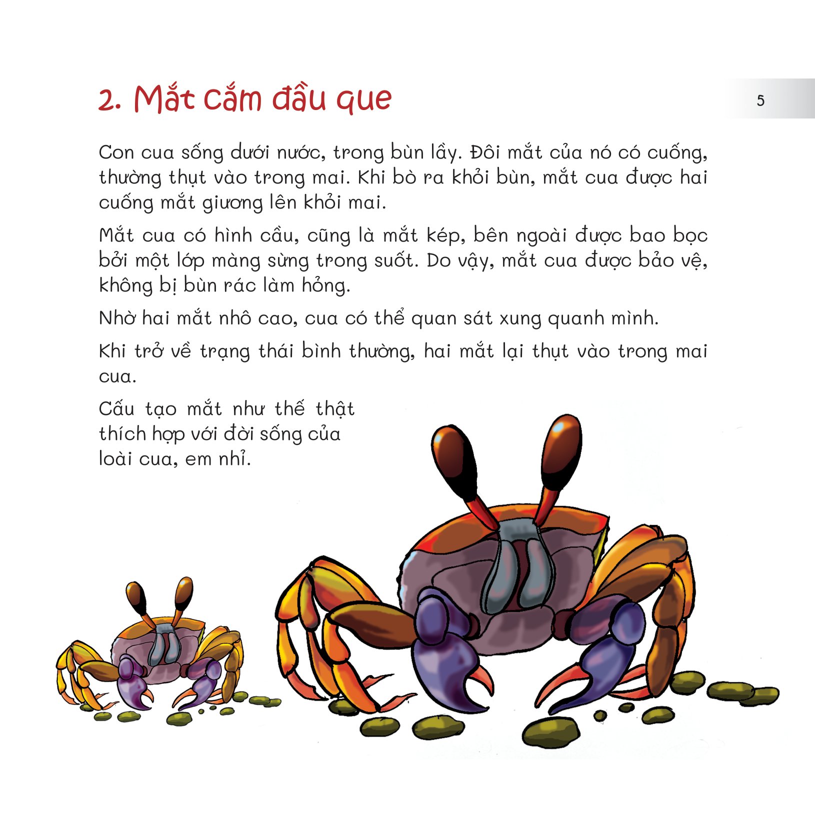 chuyện lạ loài vật - mắt để nhìn, tai để nghe - Ảnh 7